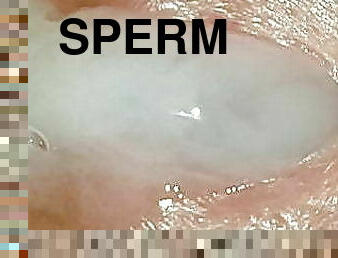 gay, sperme